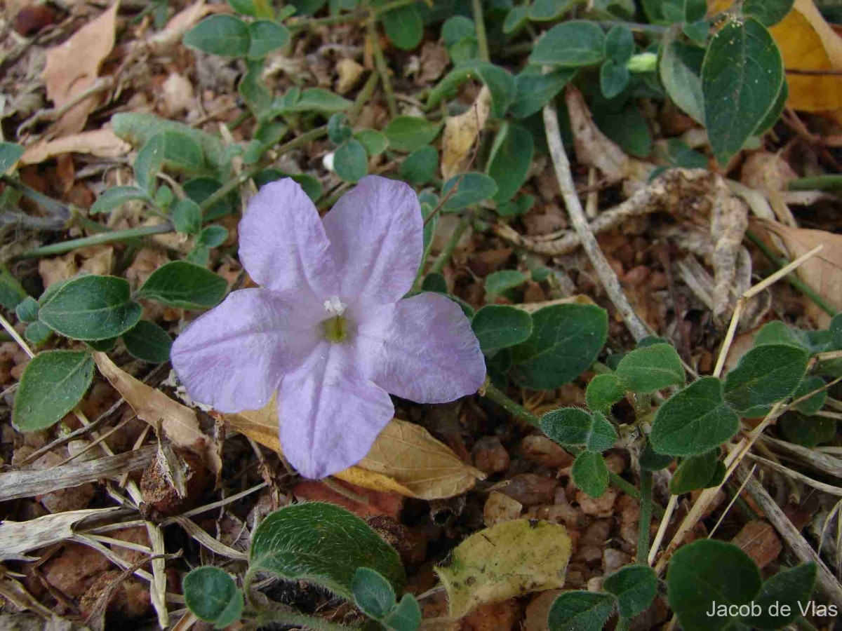 Ruellia prostrata Poir.